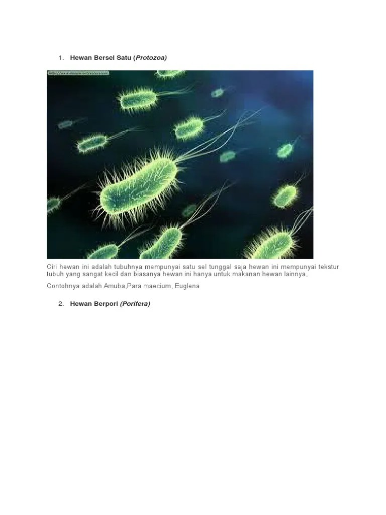 7300 Koleksi Gambar Hewan Bersel Satu Protozoa Terbaru - Gambar Hewan