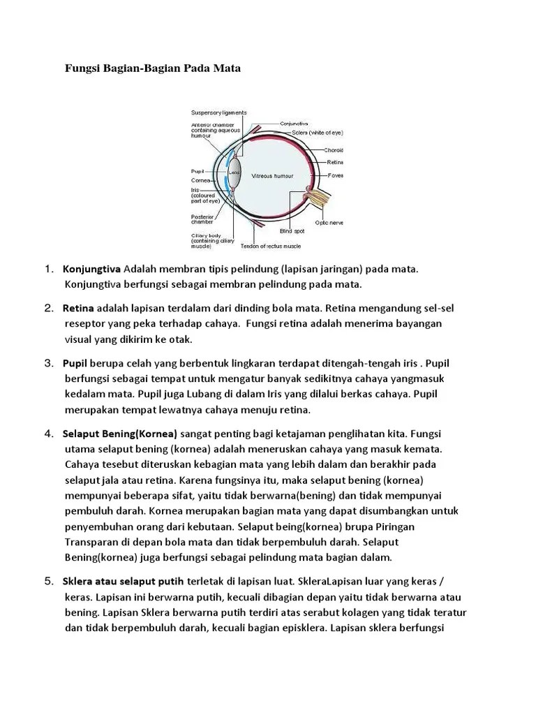 Mata Merupakan Salah Satu Alat Indra Tubuh Yang Sangat Penting | PDF