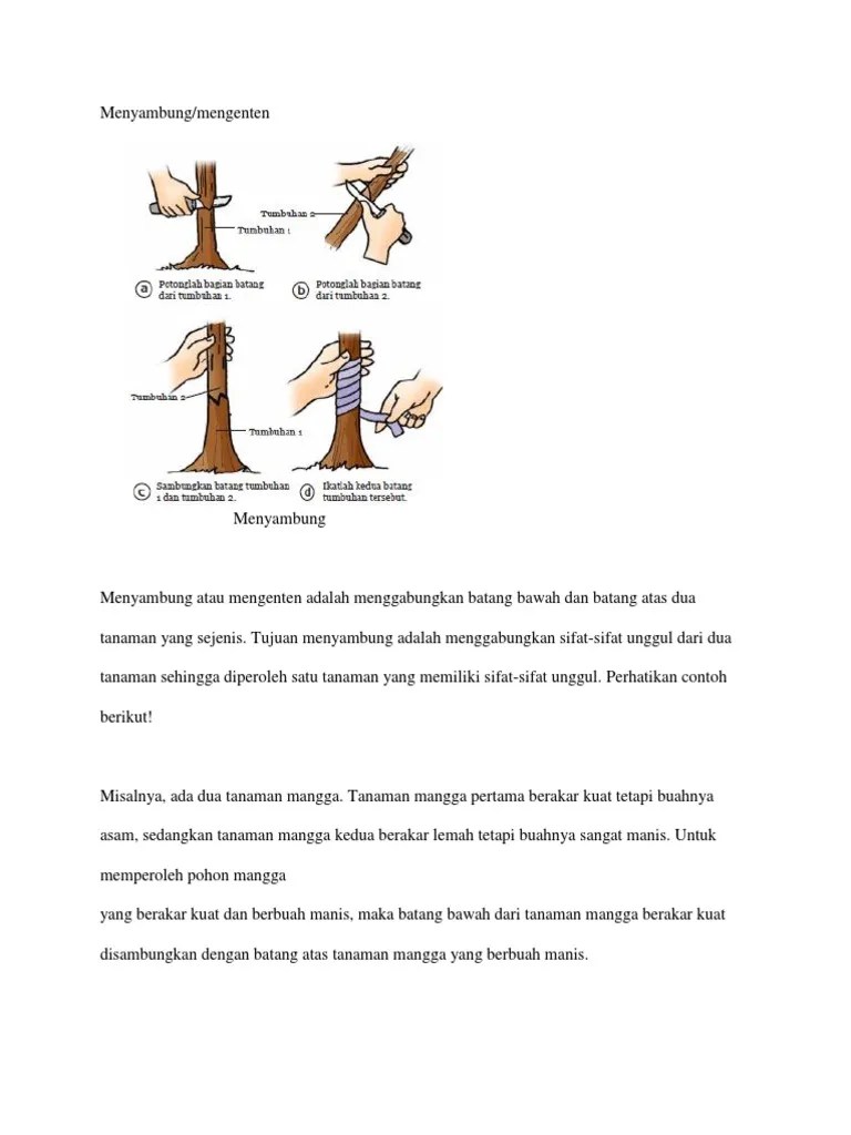 1 Menyambung, Cangkok | PDF