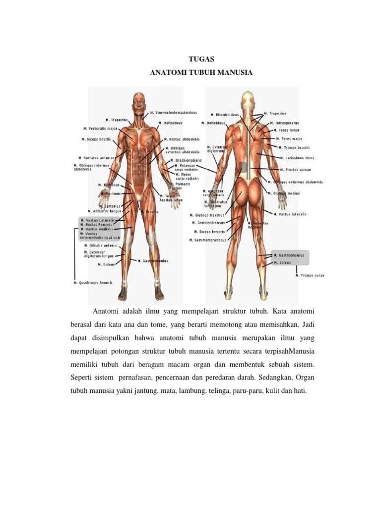 Resume Anatomi Tubuh Manusia | PDF