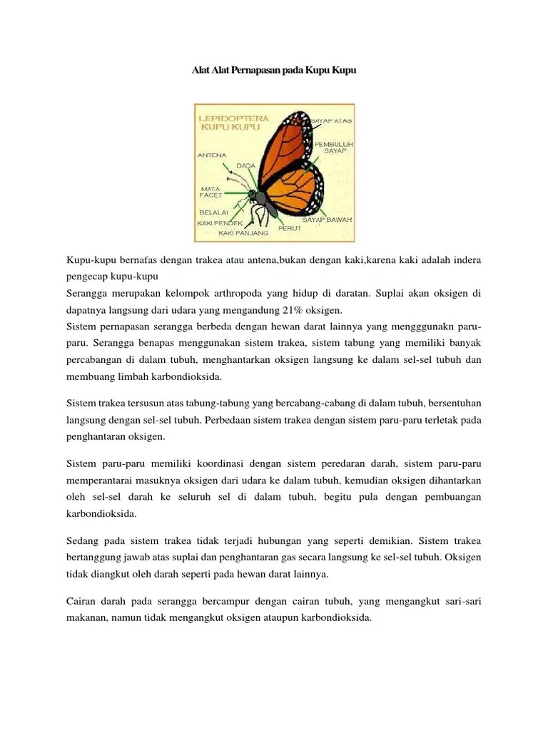 Alat Alat Pernapasan Pada Kupu Kupu | PDF
