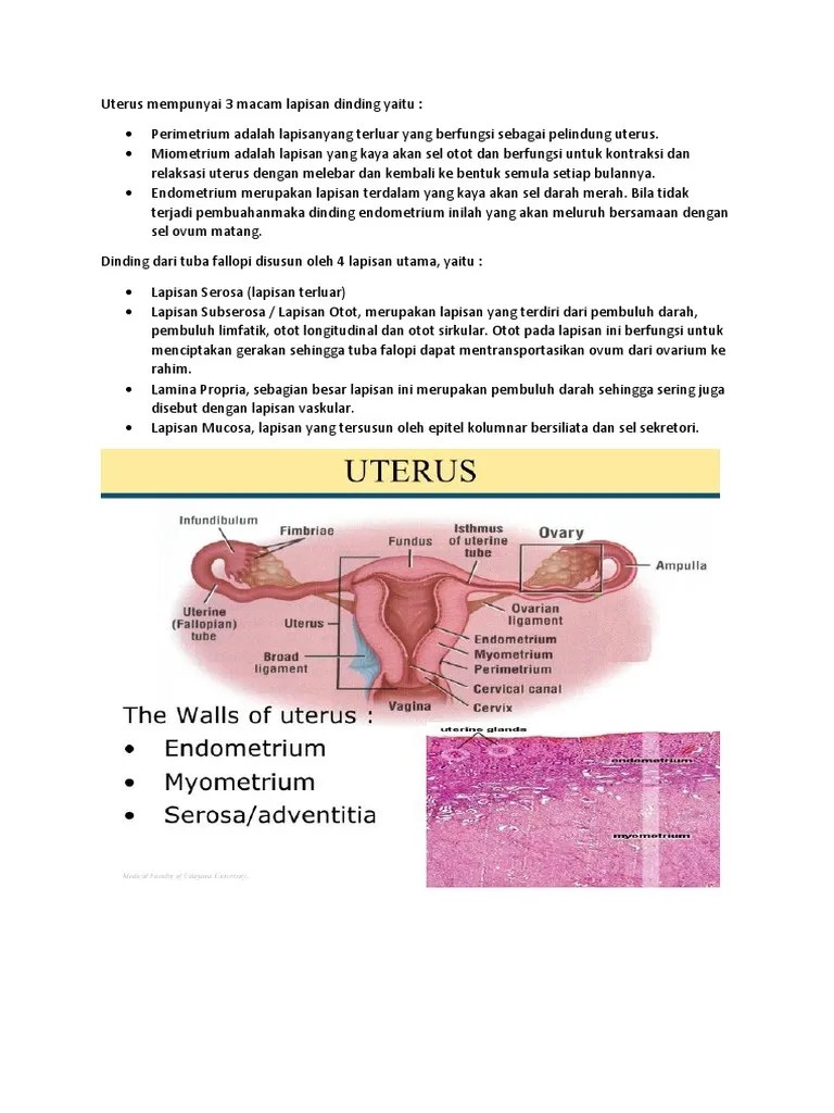 Uterus Mempunyai 3 Macam Lapisan Dinding Yaitu | PDF