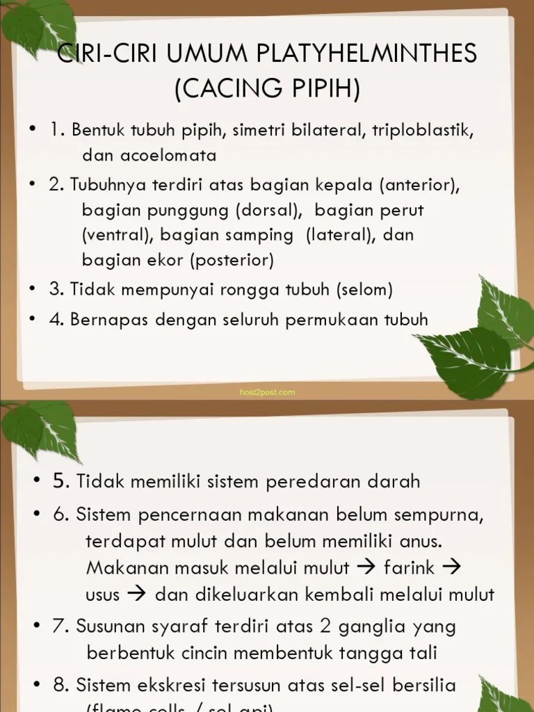 Ciri Ciri Umum Platyhelminthes - Revisi Id