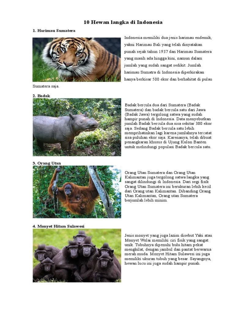 6500 Koleksi Gambar 10 Hewan Dan Tumbuhan Langka Di Indonesia Terbaik -  Gambar Hewan