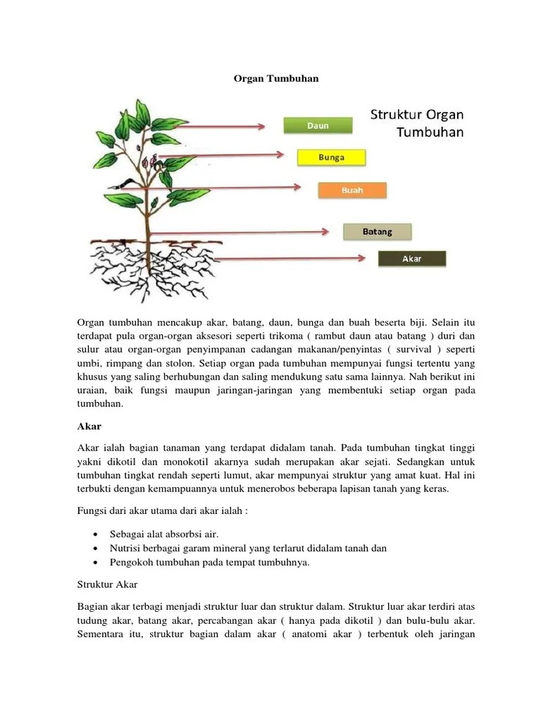 Organ Tumbuhan | PDF