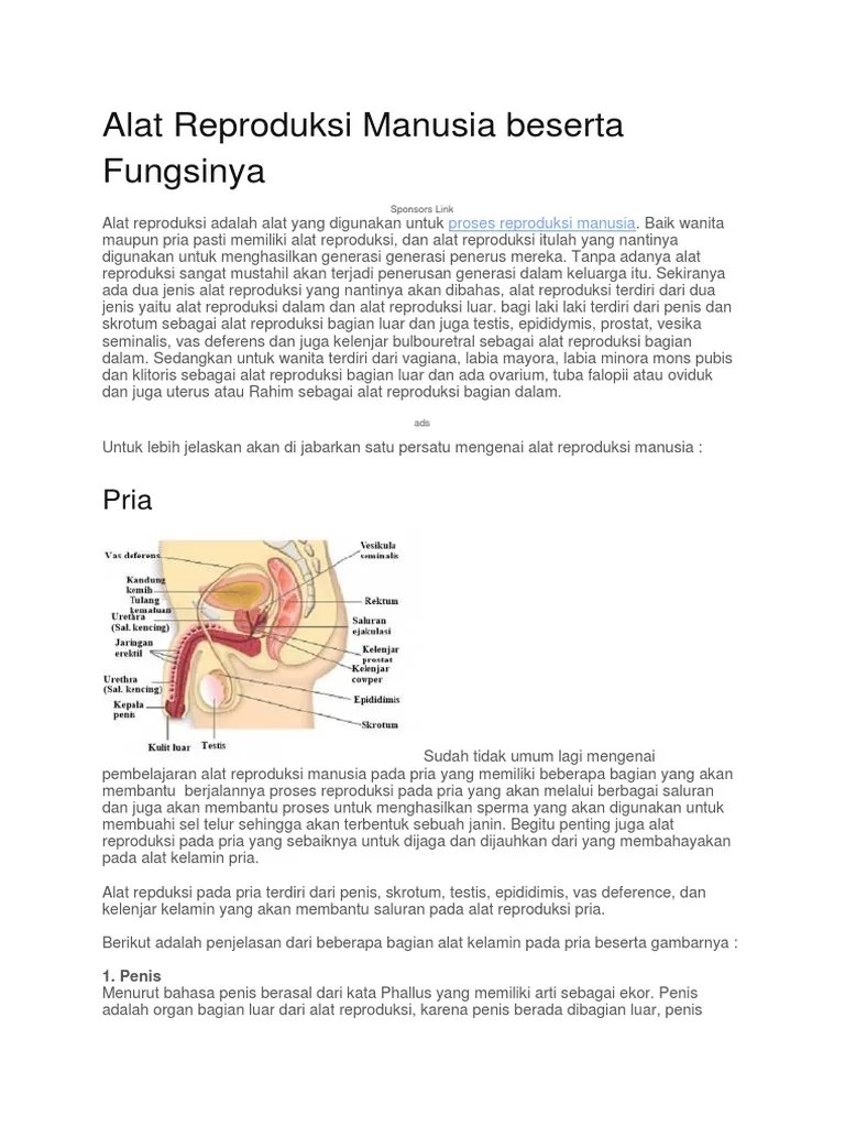 Alat Reproduksi Manusia Beserta Fungsinya | PDF