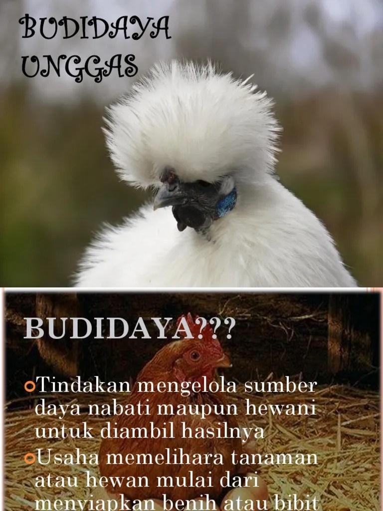 Budidaya Unggas Petelur Dan Pedaging | PDF