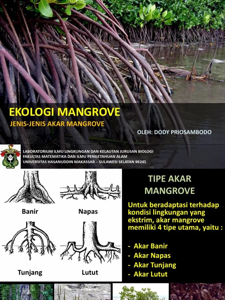 4.tipe Akar Mangrove | PDF