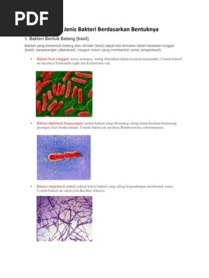 Jenis Jenis Bakteri Berdasarkan Bentuknya | PDF