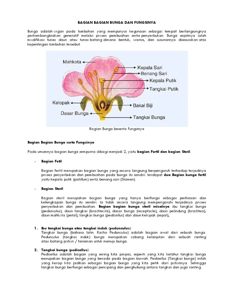 ARTIKEL Bagian Bunga Dan Fungsinya | PDF