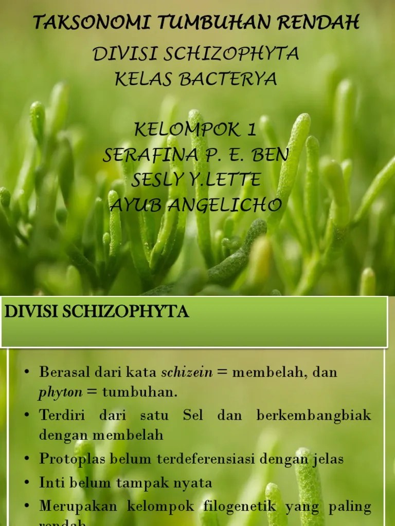 Schizophyta | PDF
