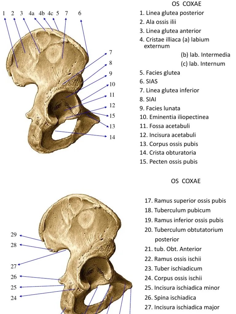 Skleton Extrimis Inferior EDIT | PDF | Anatomía del miembro inferior |  Sistema musculoesquelético