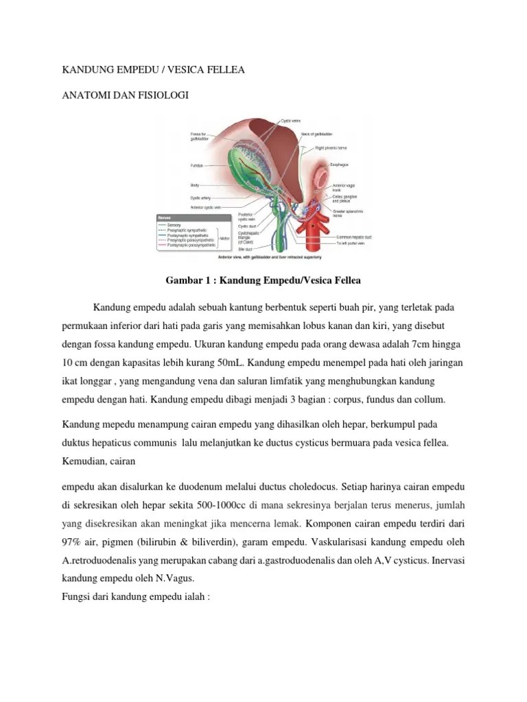 Kandung Empedu &amp; Vesica Fellea | PDF