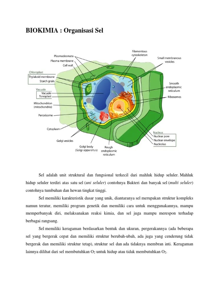 Biokimia Organisasi Sel | PDF