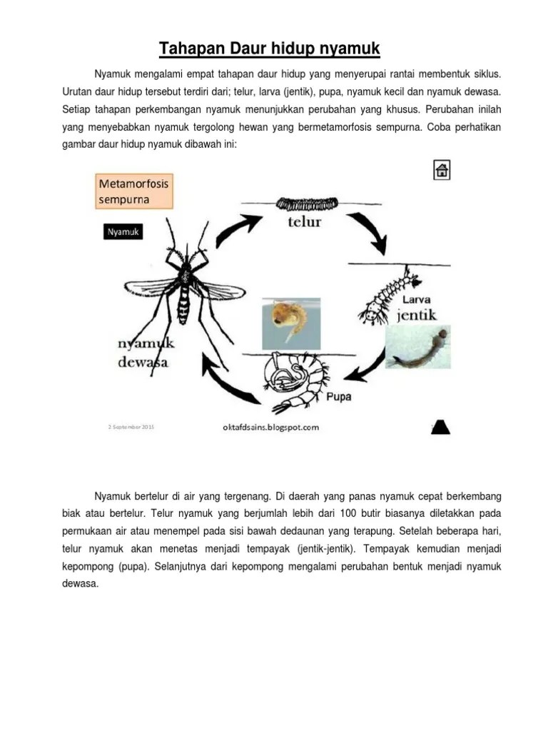 Tahapan Daur Hidup Nyamuk | PDF