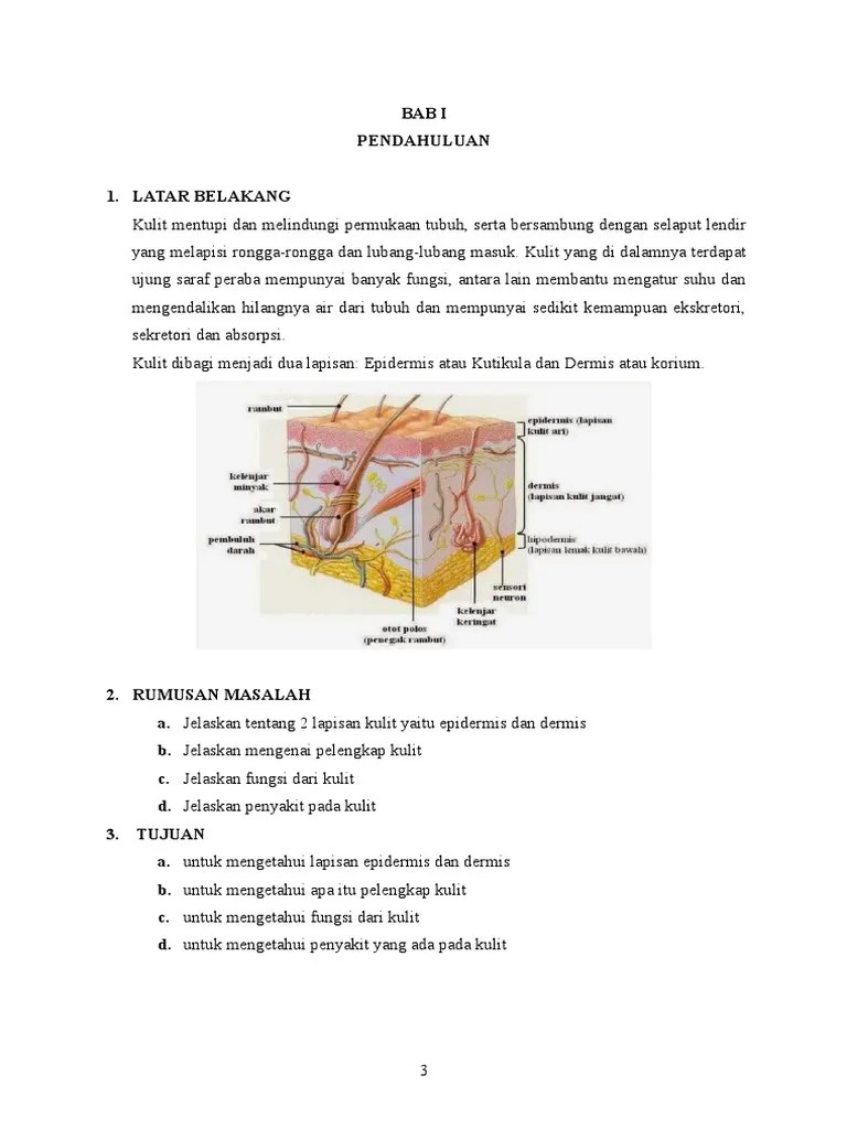 Sebutkan Fungsi Lapisan Lemak Pada Kulit - Sebutkan Mendetail