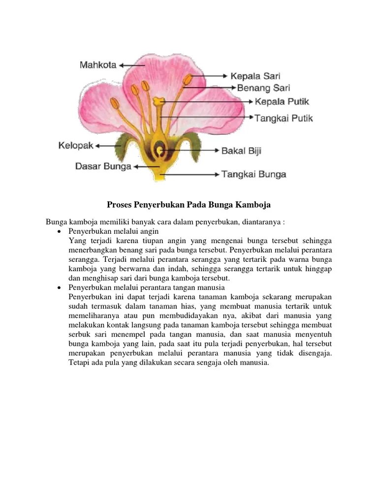 Proses Penyerbukan Pada Bunga Kamboja | PDF
