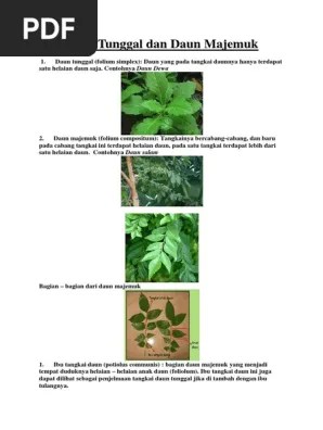 Daun Tunggal Dan Daun Majemuk | PDF
