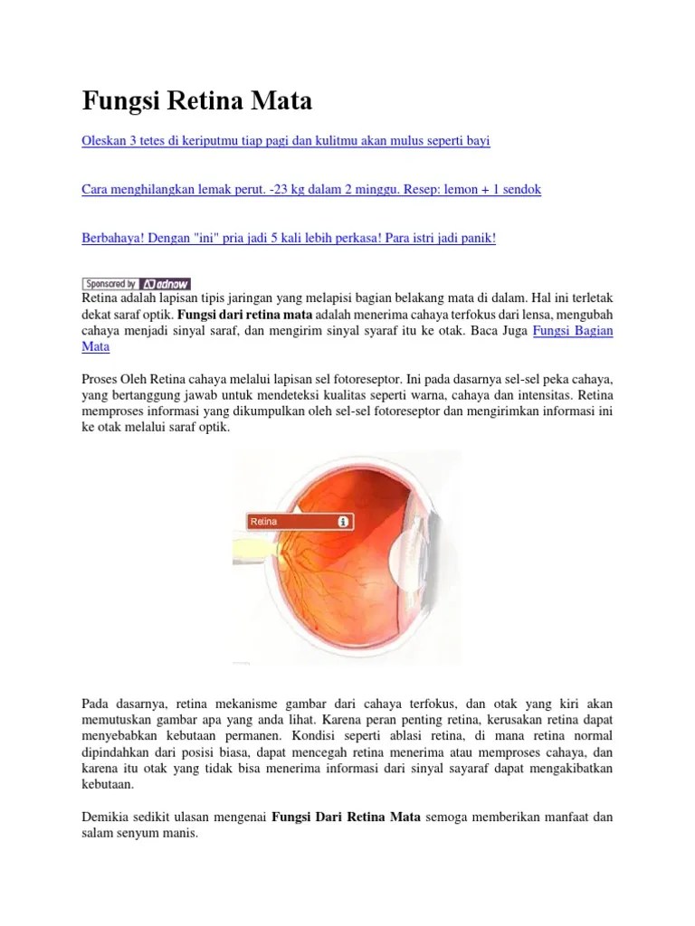 Fungsi Retina Mata | PDF