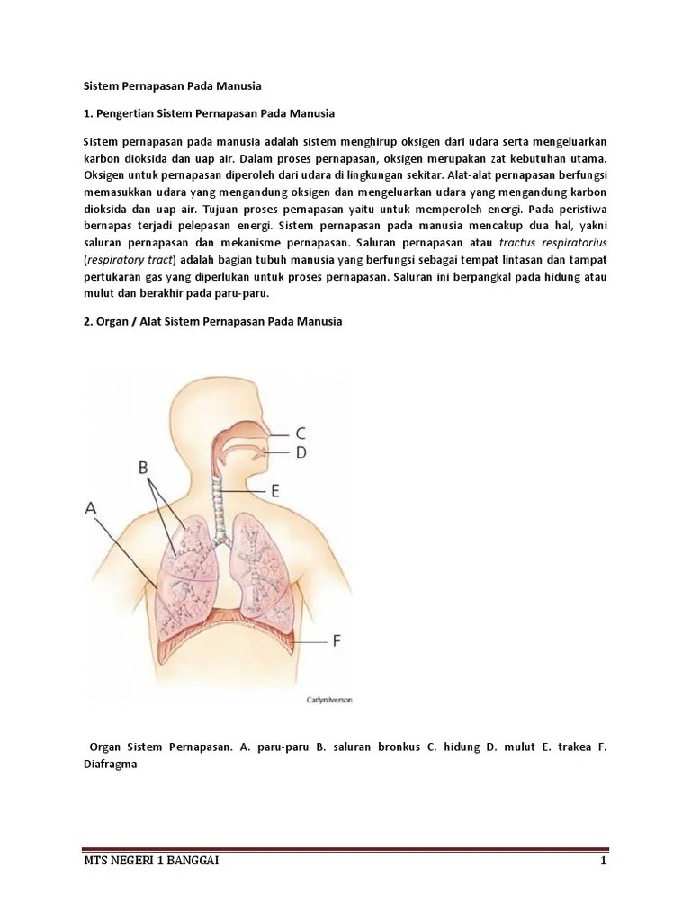 Struktur Yang Berfungsi Untuk Melindungi Paru Paru - Berbagi Struktur