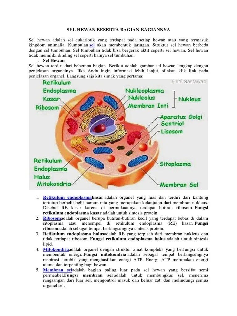 Sel Hewan Beserta Bagian | PDF