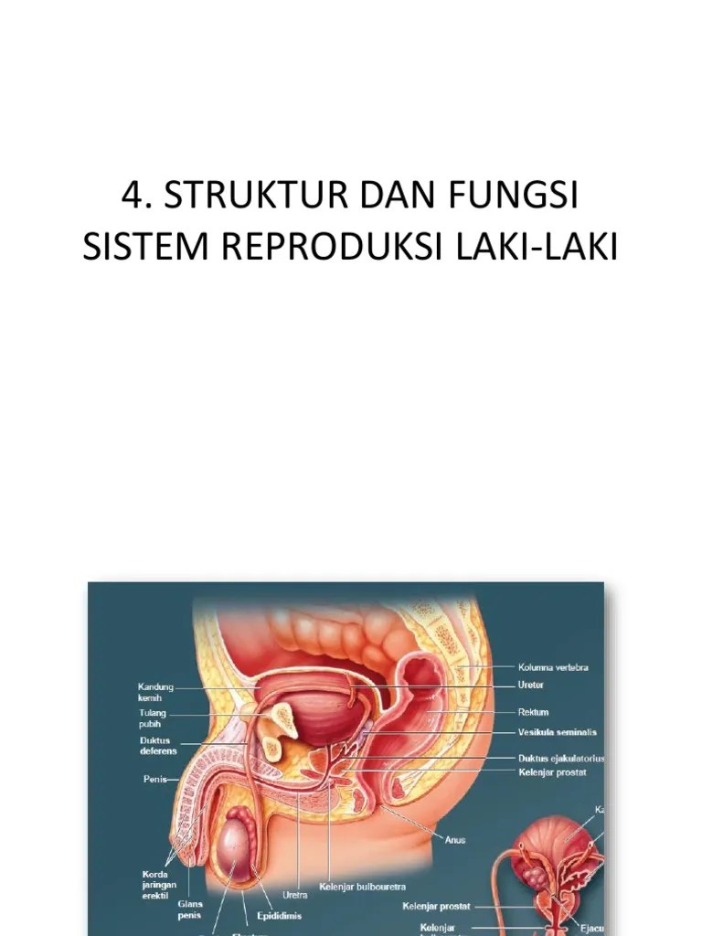 511 - 472 - 4 Organ Reproduksi Pria | PDF