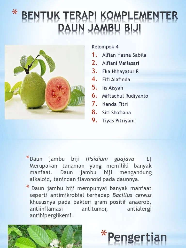 Kel 4 Daun Jambu Biji | PDF