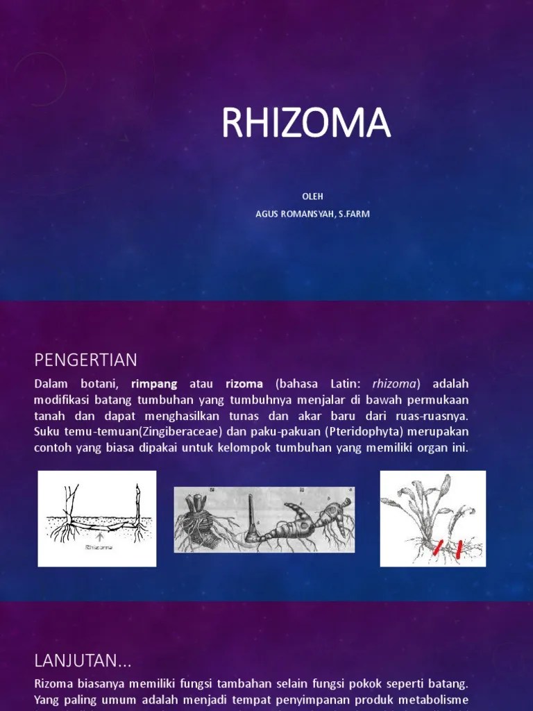 RHIZOMA | PDF