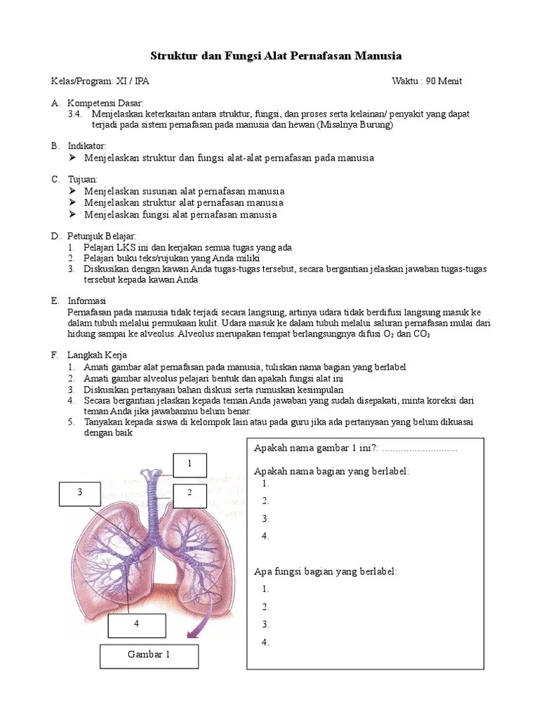 LKS Alat Respirasi | PDF