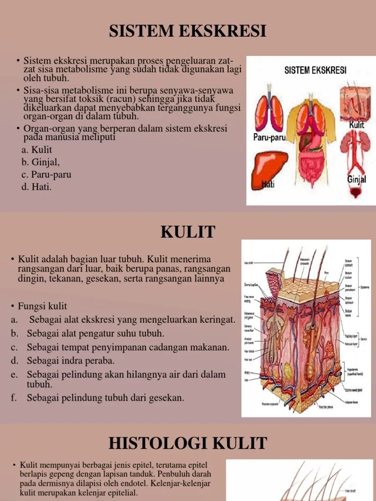 Sistem Eksresi Insyaallah Fixxx | PDF