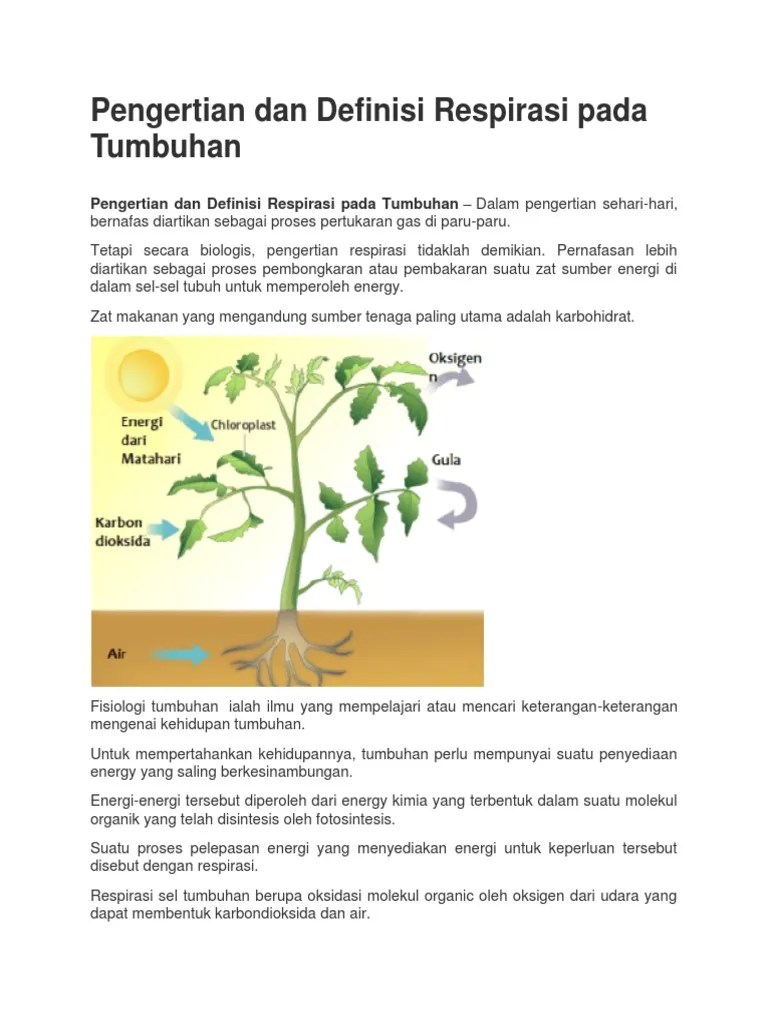 Pengertian Dan Definisi Respirasi Pada Tumbuhan | PDF
