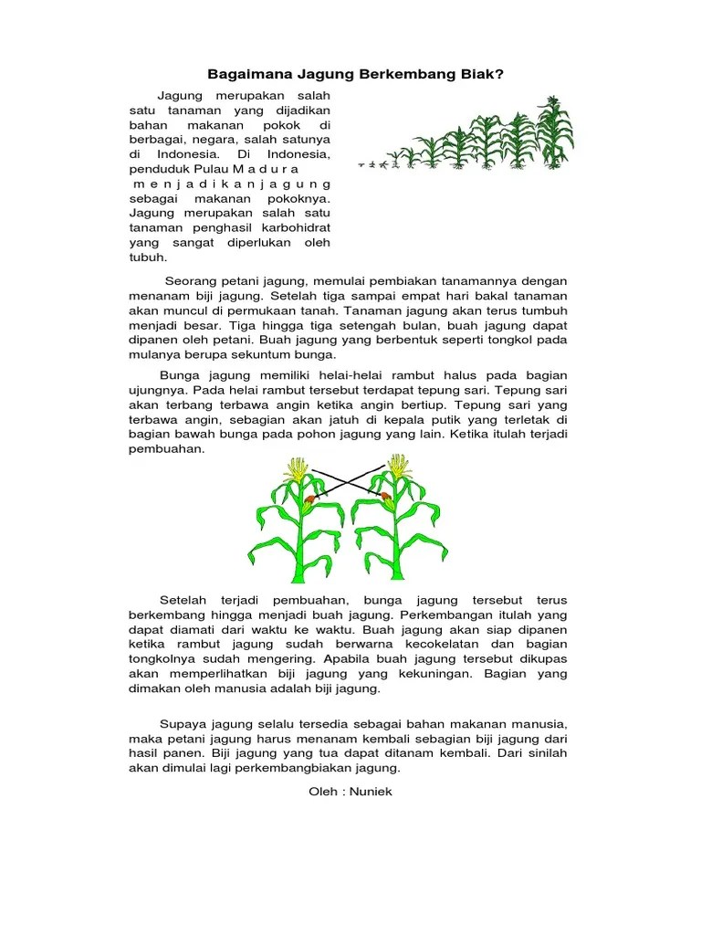 Tulislah Ide Pokok Dan Informasi Penting Dari Teks Berjudul Bagaimana Jagung  Berkembang Biak – Sedang