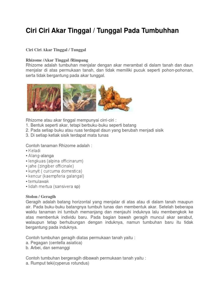 Ciri Ciri Akar Tinggal | PDF