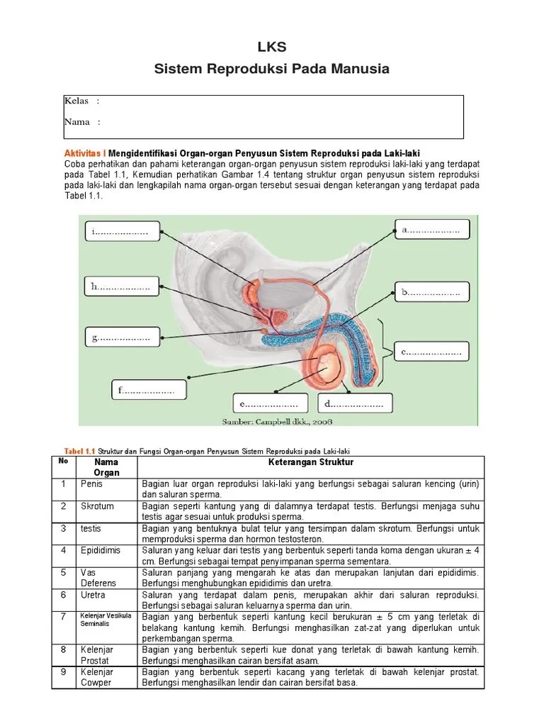 Contoh LKS Sistem Reproduksi Manusia | PDF