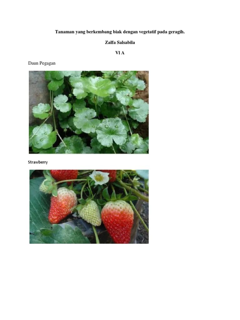 Tanaman Yang Berkembang Biak Dengan Vegetatif Pada Geragih | PDF