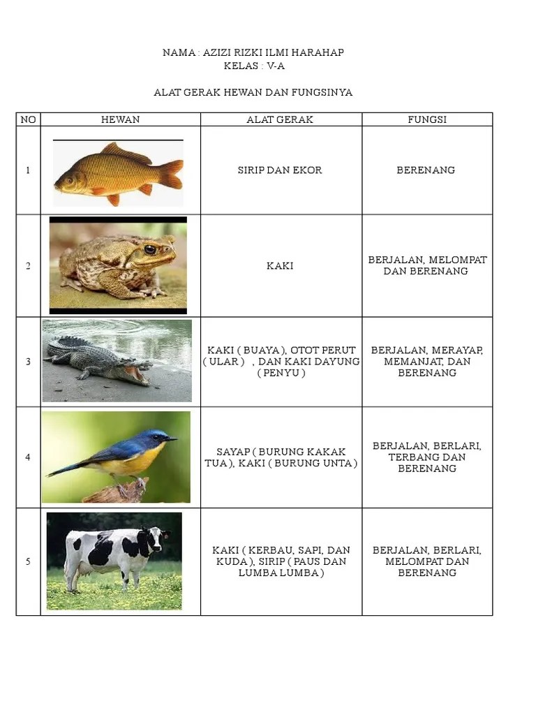 Organ Gerak Hewan Dan Fungsinya