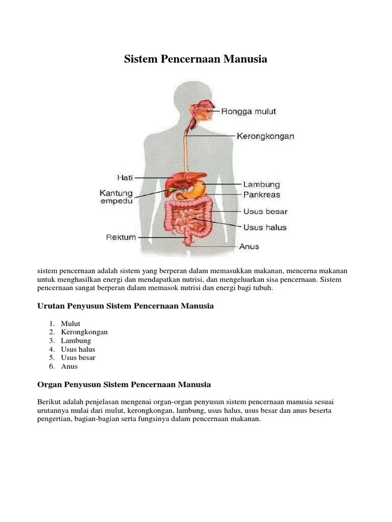Sistem Pencernaan Manusia