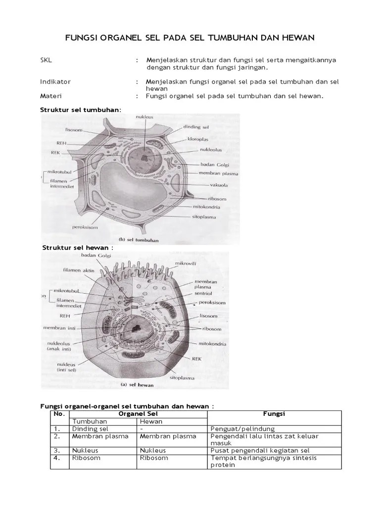 Fungsi Organel Sel Pada Sel Tumbuhan Dan Hewan | PDF