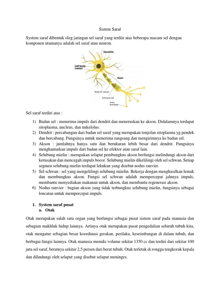 Sistem Saraf | PDF