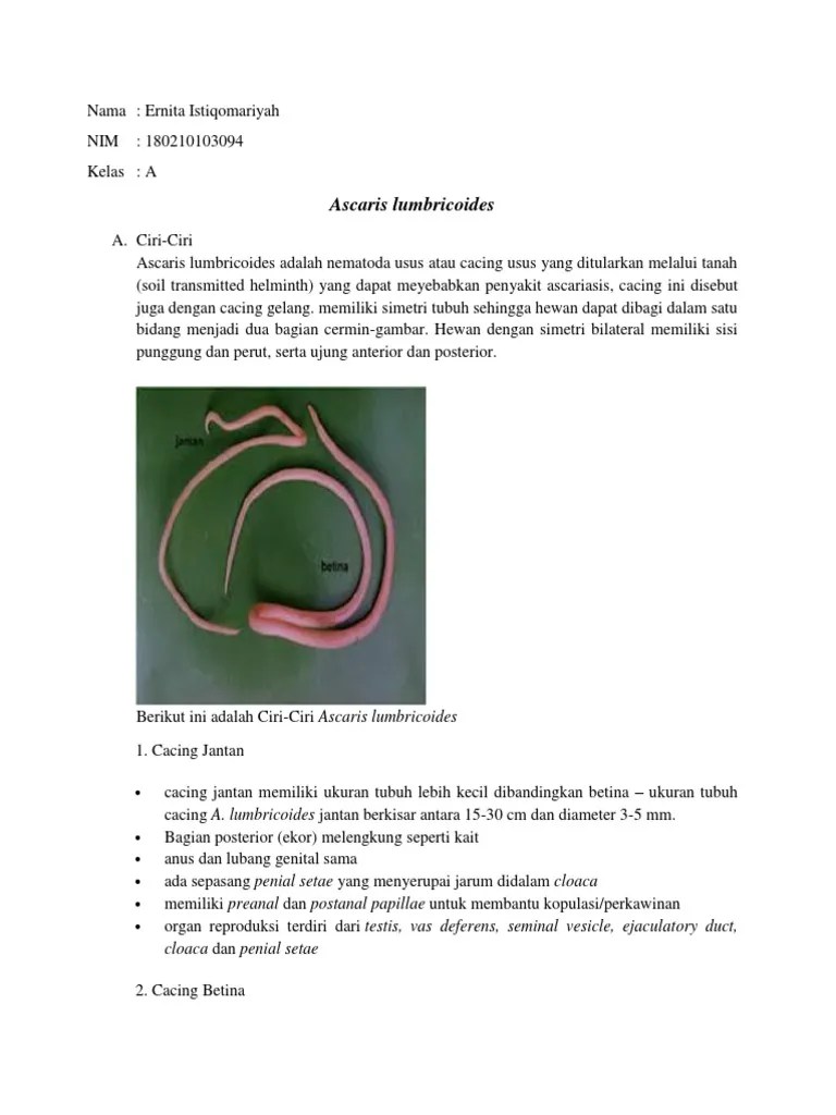 Ascaris Lumbricoides (Ernita) | PDF