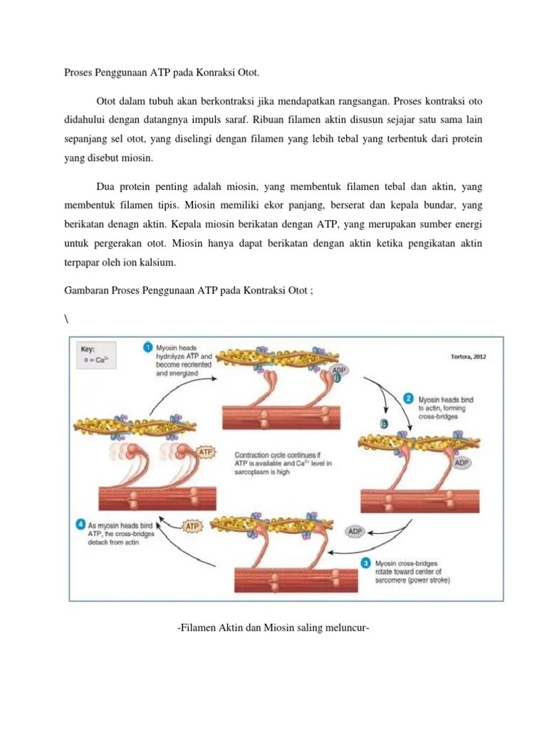 Proses Penggunaan ATP Pada Kontraksi Otot NATHASYA | PDF