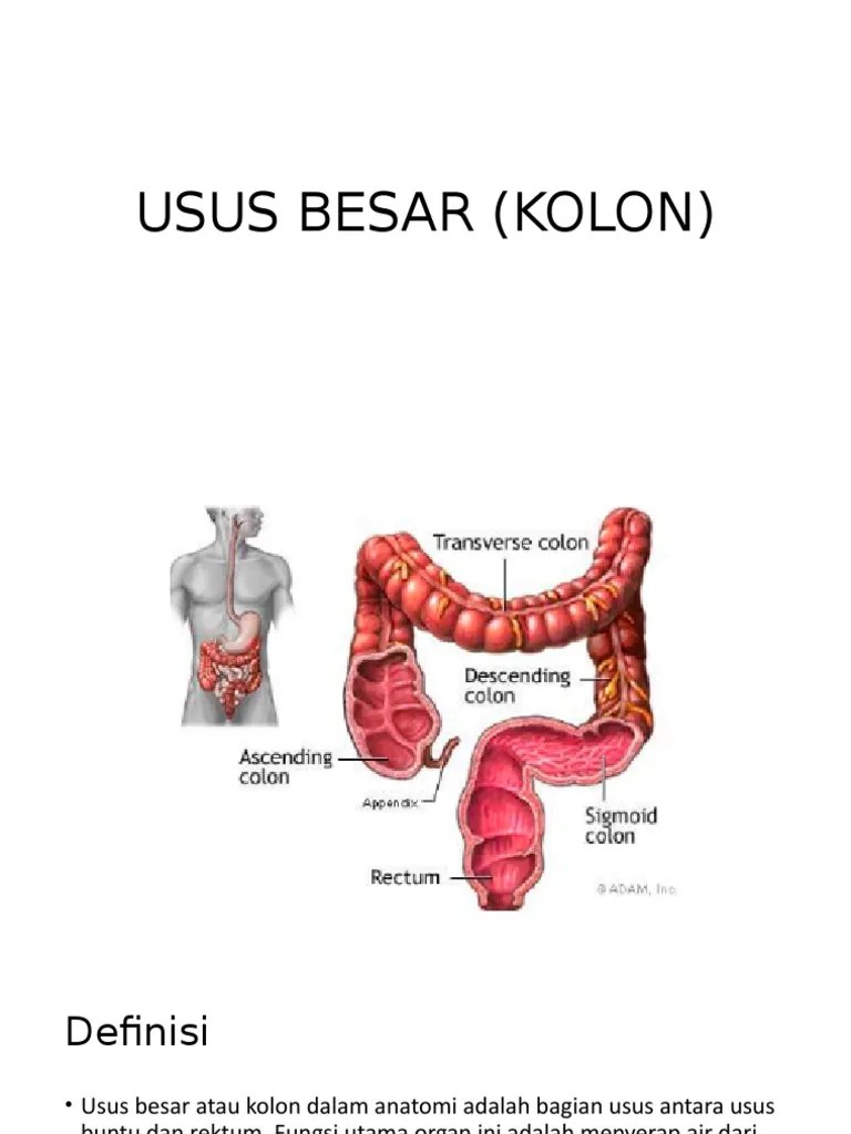 Biokim Usus Besar