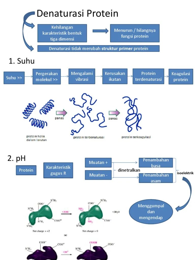 Denaturasi Protein | PDF