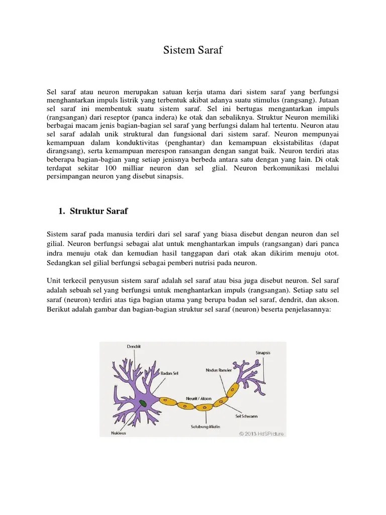 Saraf Pusat | PDF