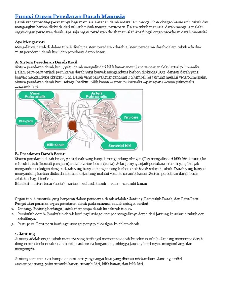 Urutan Aliran Darah Yang Banyak Mengandung Oksigen Pada Tubuh Manusia
