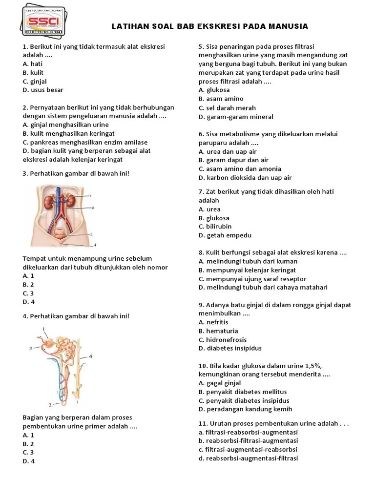 Ekskresi Kelas 8 | PDF