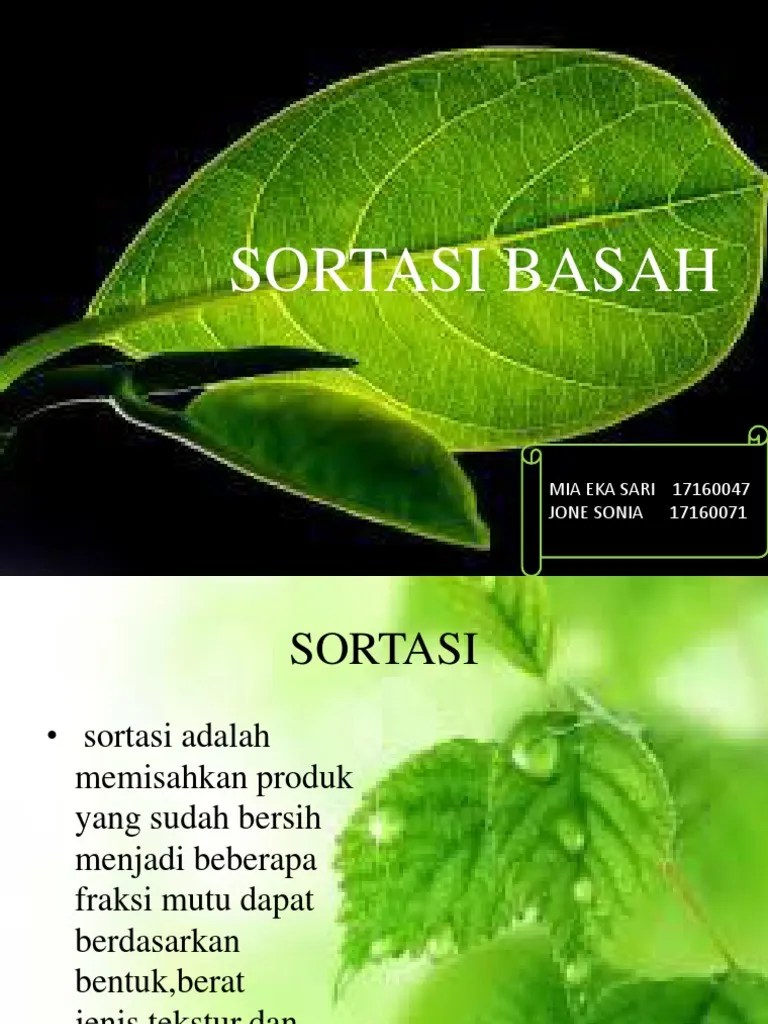 Sortasi Basah | PDF