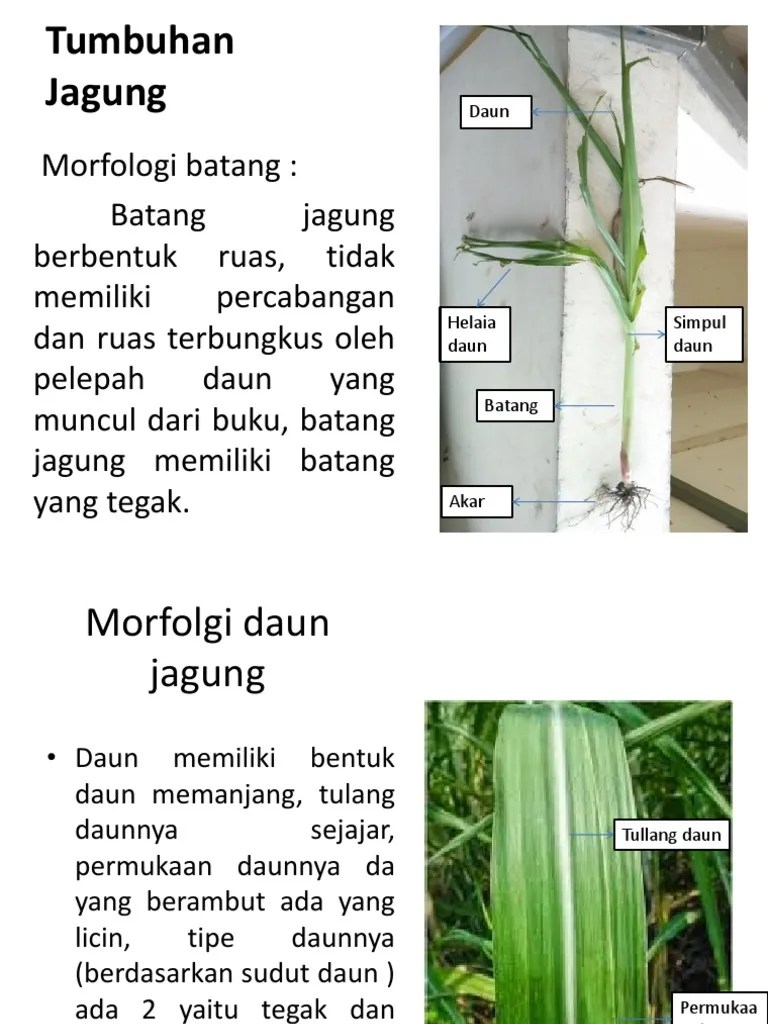 Tumbuhan Jagung | PDF