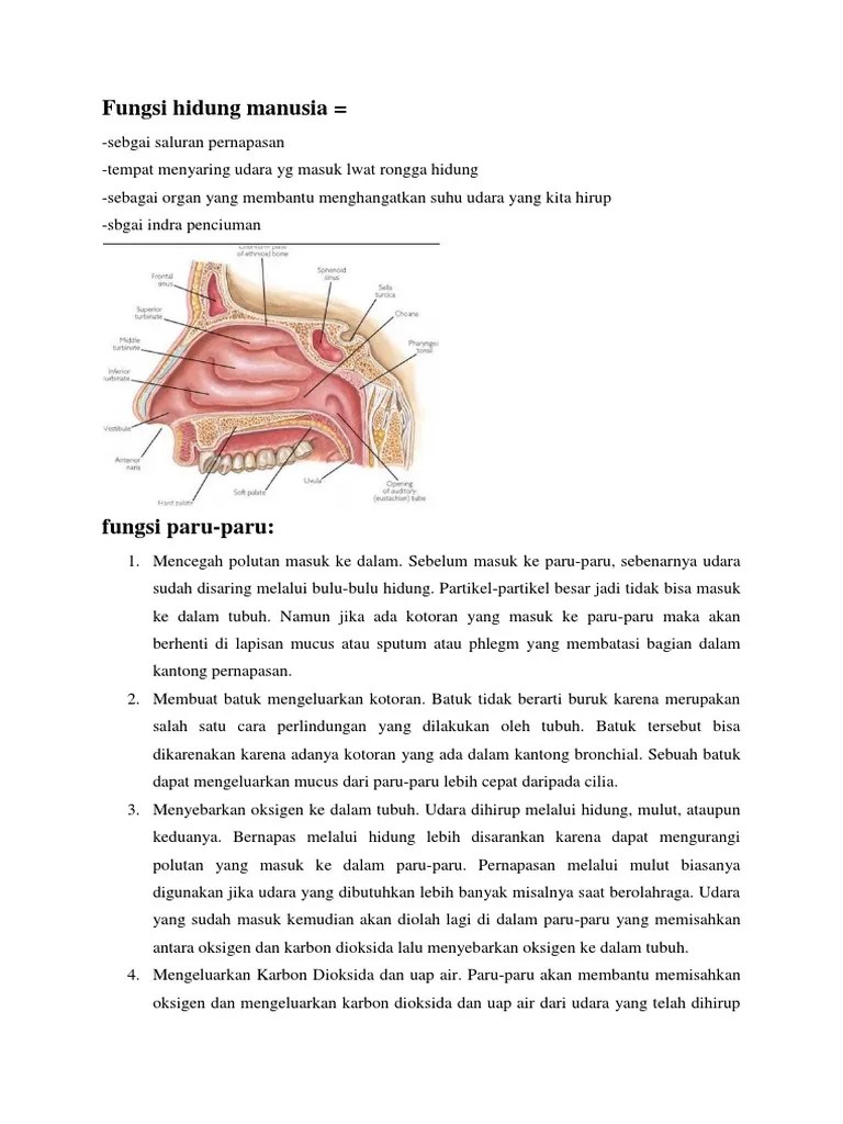 Fungsi Hidung Manusia | PDF