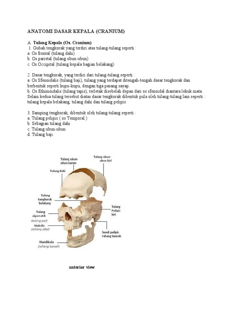 Anatomi Dasar Kepala | PDF